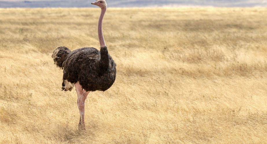 Struisvogel Ngorongoro crater Tanzania